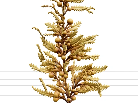 Sargassum Seaweed Cluster Highly Branched Golden Brown Model 3D Model