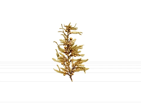 Sargassum Seaweed Cluster Highly Branched Golden Brown Model 3D Model
