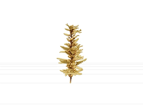 Sargassum Seaweed Cluster Highly Branched Golden Brown Model 3D Model