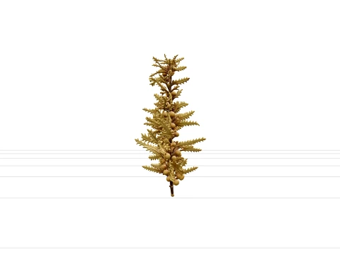 Sargassum Seaweed Cluster Highly Branched Golden Brown Model 3D Model