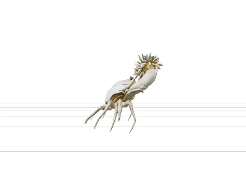 Tiny Mini Flat Boxer Crab Holding Anemone Pom Poms Model 3D Model