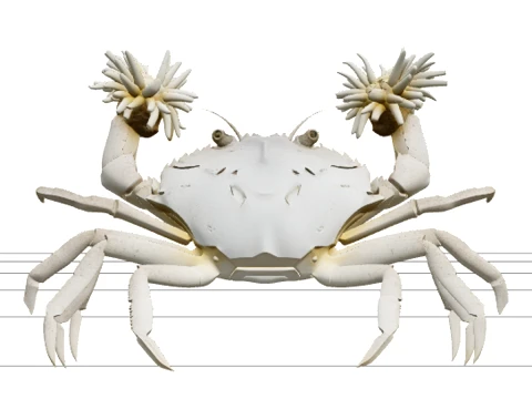 Tiny Mini Flat Boxer Crab Holding Anemone Pom Poms Model 3D मॉडल
