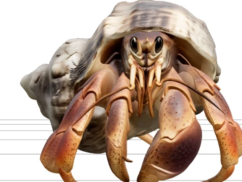 Hermit Crab Macro Detail Model 3D High Resolution Reference 3D Model
