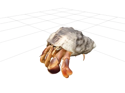Hermit Crab Macro Detail Model 3D High Resolution Reference 3D Model