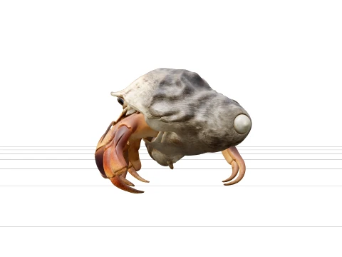 Hermit Crab Macro Detail Model 3D High Resolution Reference 3D Model