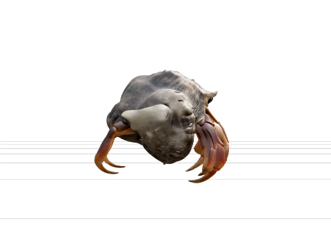 Hermit Crab Macro Detail Model 3D High Resolution Reference 3D Model