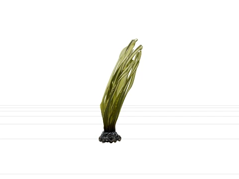 Sea Palm Model Flattened Fronds Olive Green Rubbery Texture 3D Model