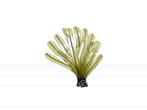 Sea Palm Model Flattened Fronds Olive Green Rubbery Texture 3D Model