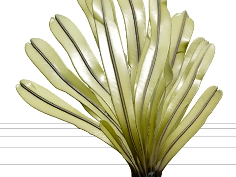 Sea Palm Model Flattened Fronds Olive Green Rubbery Texture 3D Model
