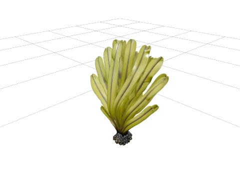 Sea Palm Model Flattened Fronds Olive Green Rubbery Texture 3D Model