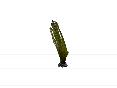 Sea Palm Model Flattened Fronds Olive Green Rubbery Texture 3D Model