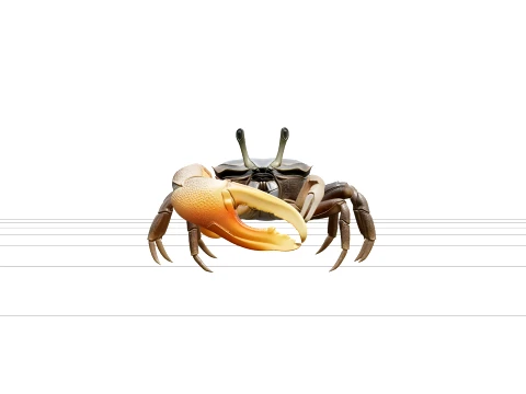 Fiddler Crab Model Detailed Macro Photorealistic High Quality 3D Model