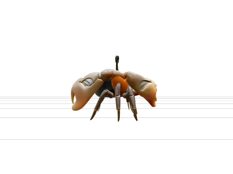 Fiddler Crab Model Detailed Macro Photorealistic High Quality 3D Model