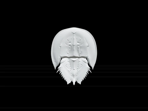High Detail Horseshoe Crab Model Ready For Games Asset 3D Model