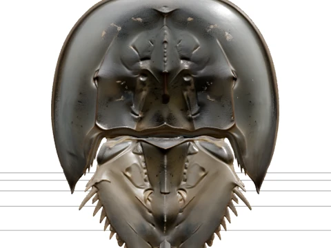 High Detail Horseshoe Crab Model Ready For Games Asset 3D Model