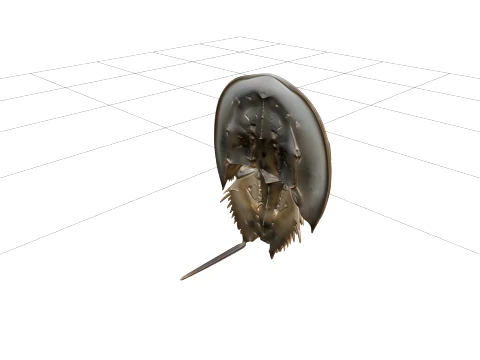 High Detail Horseshoe Crab Model Ready For Games Asset 3D Model