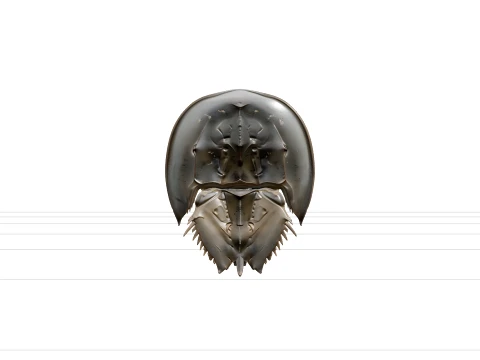 High Detail Horseshoe Crab Model Ready For Games Asset 3D Model