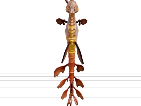 Weedy Seadragon Detailed Model Resolution Realistic Texture 3D Model