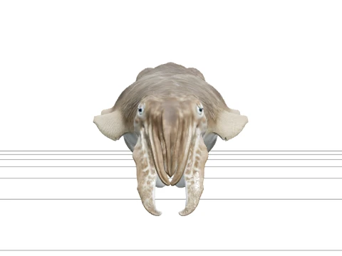 Highly Detailed Cuttlefish Model Realistic Sea Creature Asset 3D मॉडल