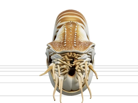 Nautilus Spiral Shell with Tentacles Detailed 3D Model