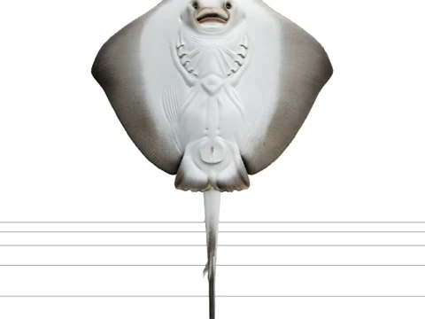 Stingray Photographic Reference Model for 3D Rendering 3D Модель