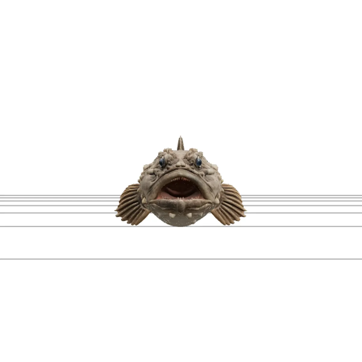 Toadfish High Detail Realistic Detailed Texture 3D Model .c4d .max .obj .3ds .fbx .stl .blend 