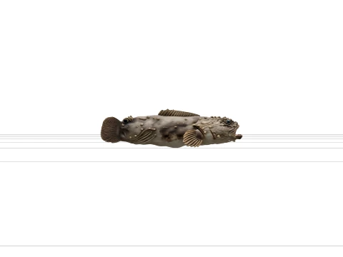 Toadfish High Detail Realistic Detailed Texture 3D Model
