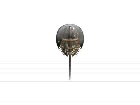 Realistic Horseshoe Crab Model High Detail Anatomy Quality 3D Model