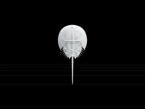 Realistic Horseshoe Crab Model High Detail Anatomy Quality 3D Model