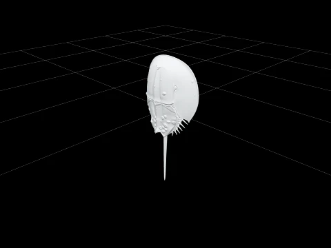 Realistic Horseshoe Crab Model High Detail Anatomy Quality 3D Model