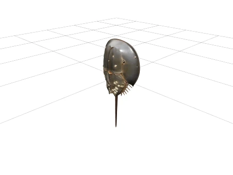 Realistic Horseshoe Crab Model High Detail Anatomy Quality 3D Model