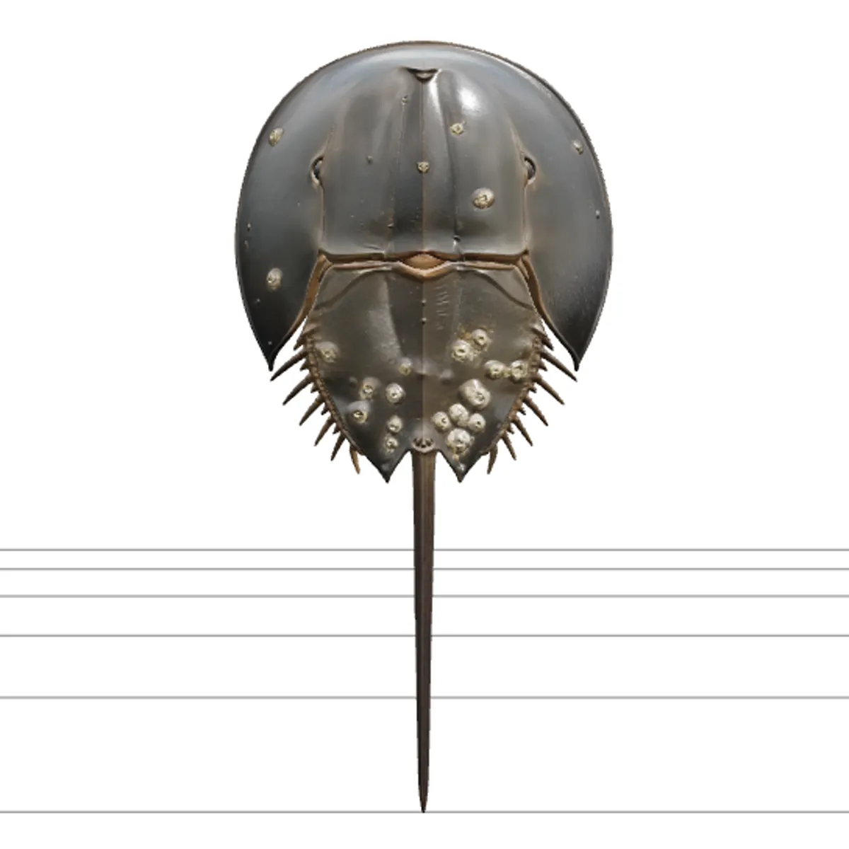 Realistic Horseshoe Crab Model High Detail Anatomy Quality 3D Model .c4d .max .obj .3ds .fbx .stl .blend 