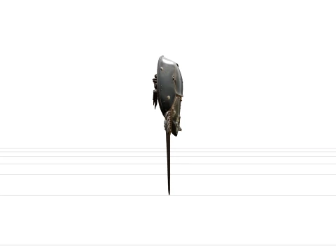 Realistic Horseshoe Crab Model High Detail Anatomy Quality 3D Model