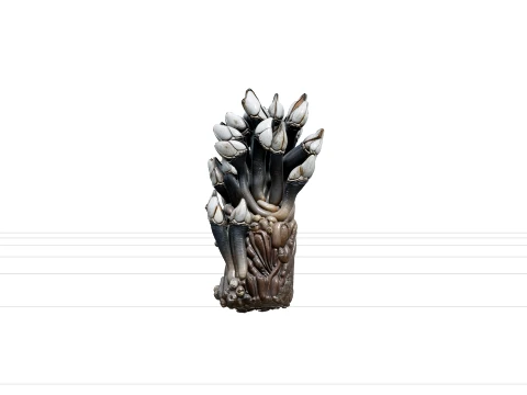 Goose Barnacle Cluster Driftwood Model Reference Sheet 3D Model