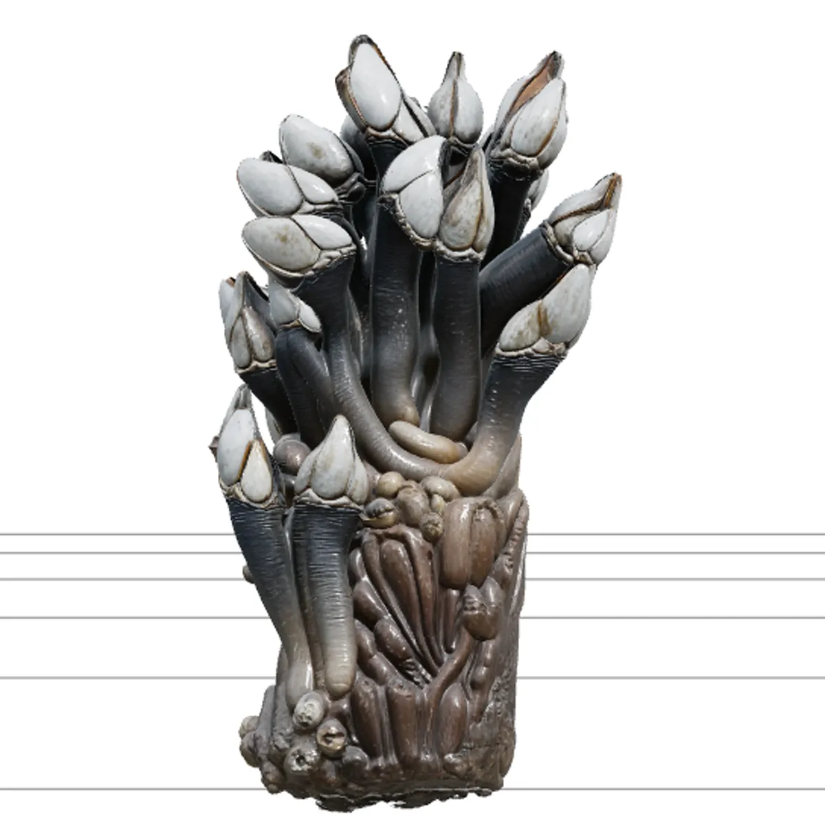 Goose Barnacle Cluster Driftwood Model Reference Sheet 3D Model .c4d .max .obj .3ds .fbx .stl .blend 