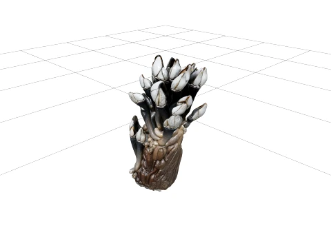 Goose Barnacle Cluster Driftwood Model Reference Sheet 3D Model