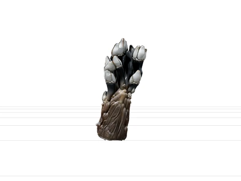 Goose Barnacle Cluster Driftwood Model Reference Sheet 3D Model