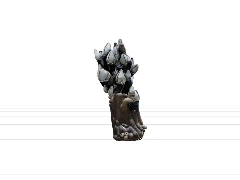Goose Barnacle Cluster Driftwood Model Reference Sheet 3D Model