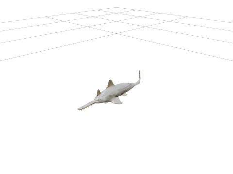 Sawfish Detailed Model Accurate Scale Realistic HighPoly 3D Model