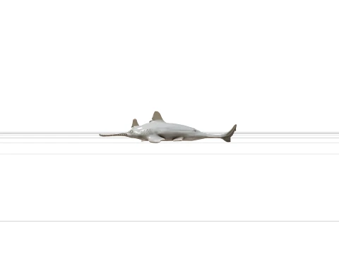 Sawfish Detailed Model Accurate Scale Realistic HighPoly 3D Model
