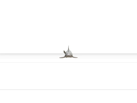 Sawfish Detailed Model Accurate Scale Realistic HighPoly 3D Model