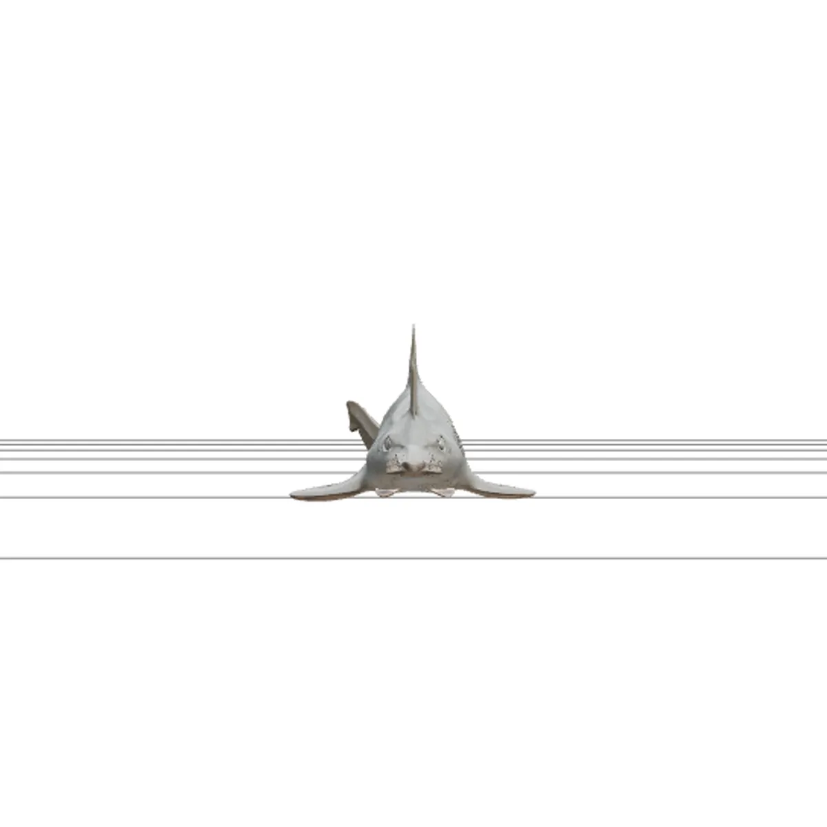 Sawfish Detailed Model Accurate Scale Realistic HighPoly 3D Model .c4d .max .obj .3ds .fbx .stl .blend