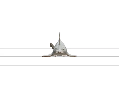 Sawfish Detailed Model Accurate Scale Realistic HighPoly 3D Model