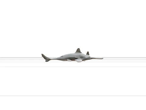 Sawfish Detailed Model Accurate Scale Realistic HighPoly 3D Model