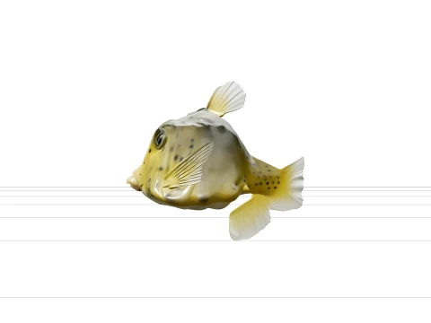 Boxfish Rigid Carapace Bright Spots Realistic ThreeD Model 3D Model