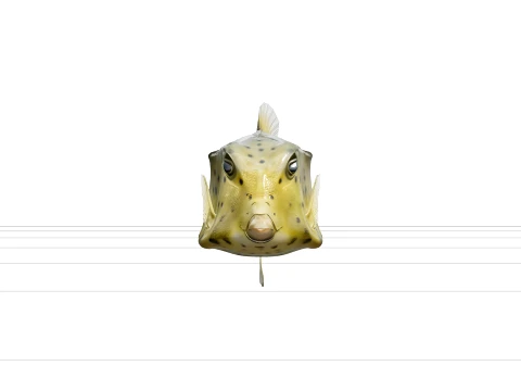 Boxfish Rigid Carapace Bright Spots Realistic ThreeD Model 3D Model
