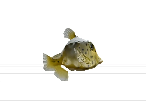 Boxfish Rigid Carapace Bright Spots Realistic ThreeD Model 3D Model