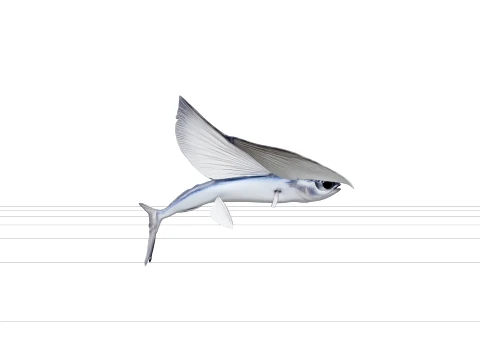 Flying Fish Model Wing Like Fins Forked Tail Detailed Reference 3D Model