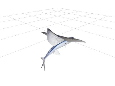 Flying Fish Model Wing Like Fins Forked Tail Detailed Reference 3D Model