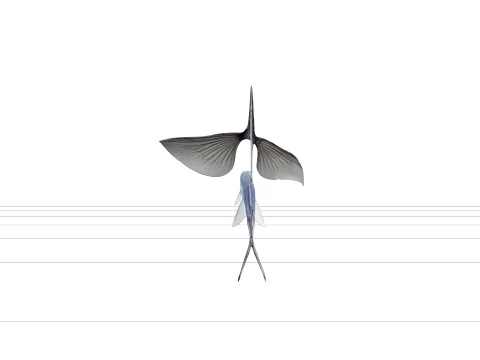 Flying Fish Model Wing Like Fins Forked Tail Detailed Reference 3D Model